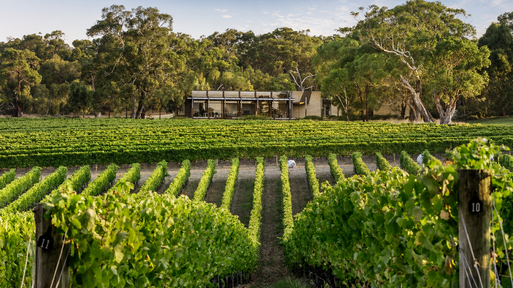 The Wardle house set beyond the vine rows at Robinson Vineyard