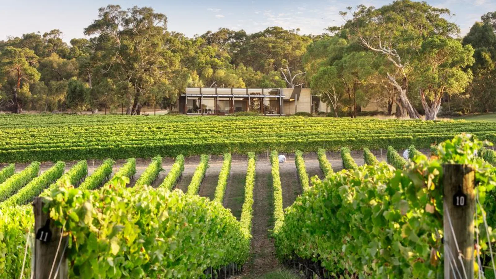 Robinson Vineyard rows
